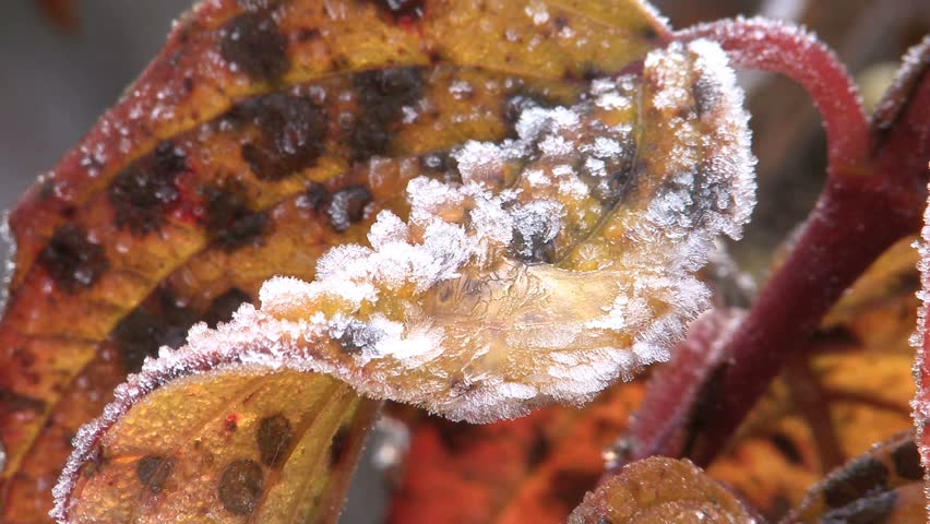 Icy glistening mid shot of ice crystals on fall leaf