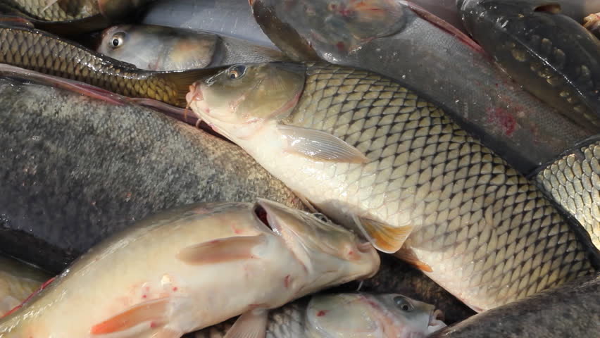 Freshwater Fish, carp, pike, perch, bighead carp, grass carp, sorting