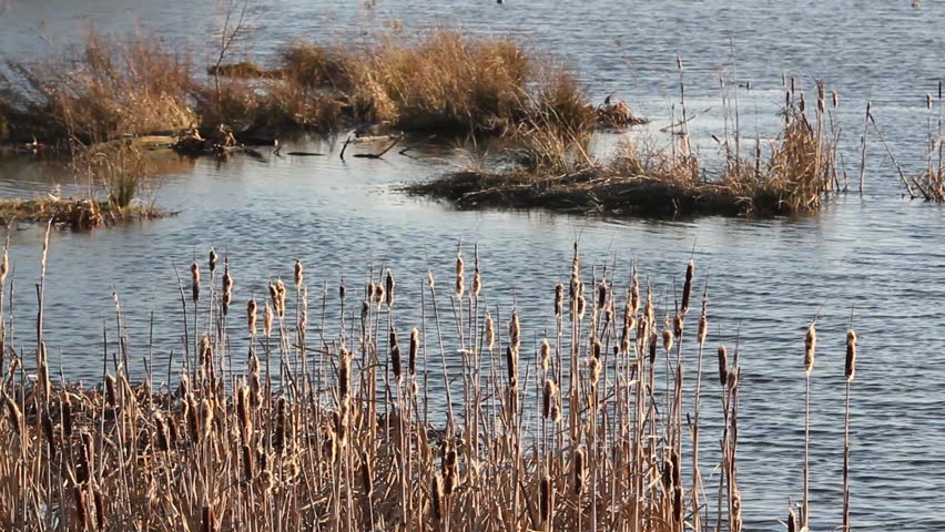 cattail in the wind