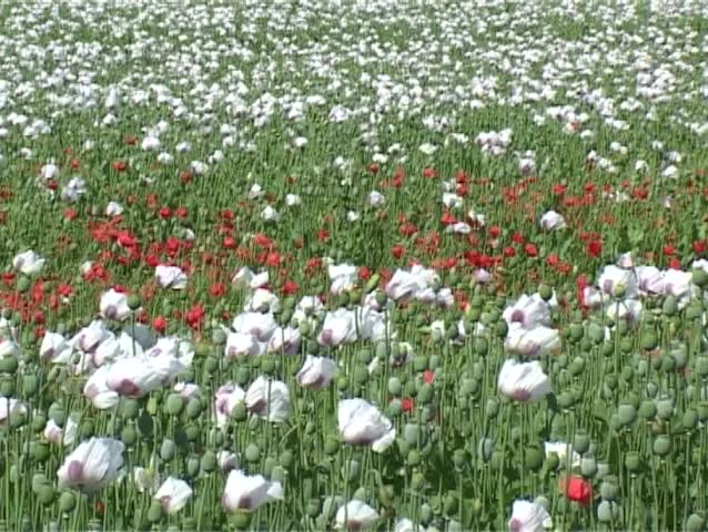 Triple color poppy flower field in the wind.