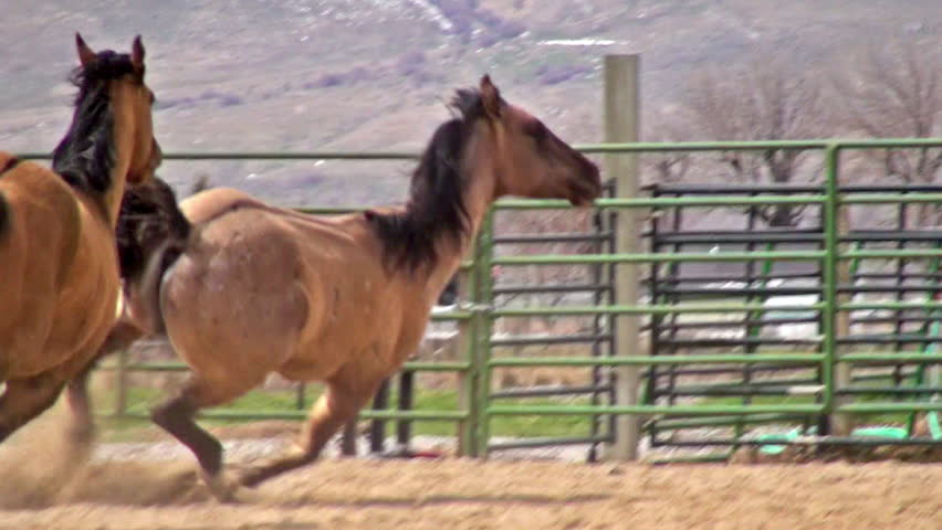 Two horses running around stable