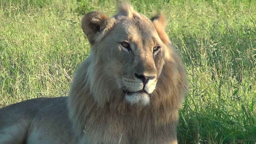 Close up of male lion relaxing in the late afternoon