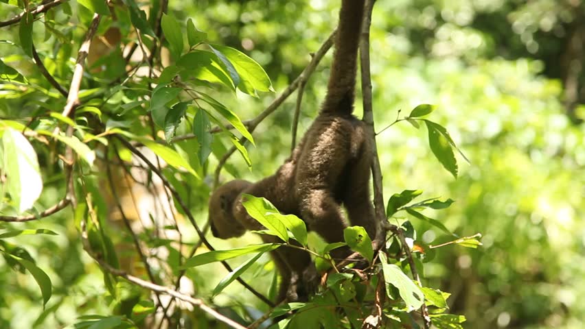 Monkey
