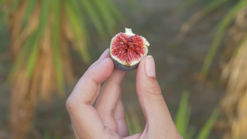 Header of Fig