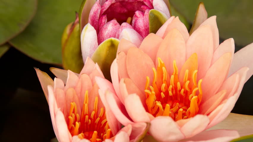 Time lapse opening of water lily flower 