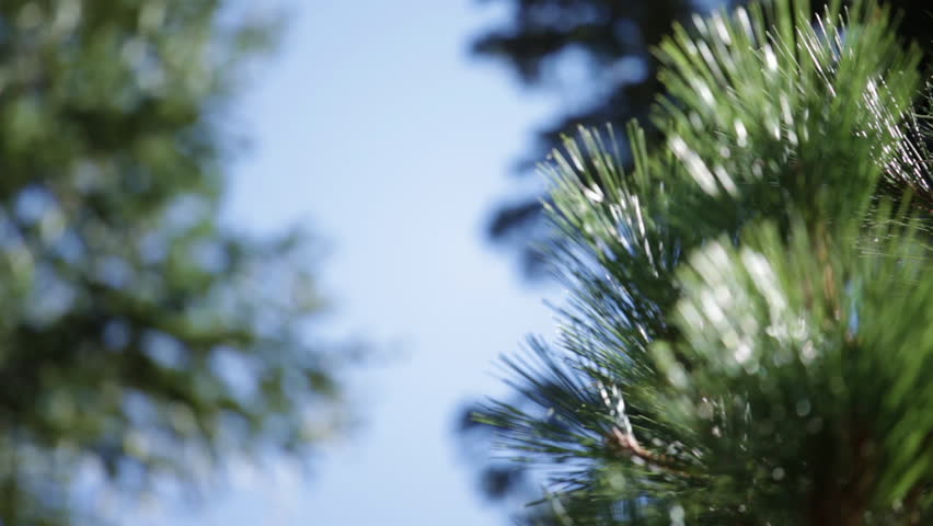 Pine tree needles