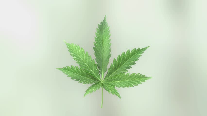 3D loopable rotation of marijuana leaf