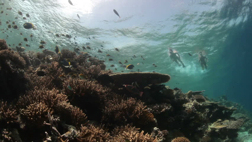 women snorkeling over tropical reef, underwater view
