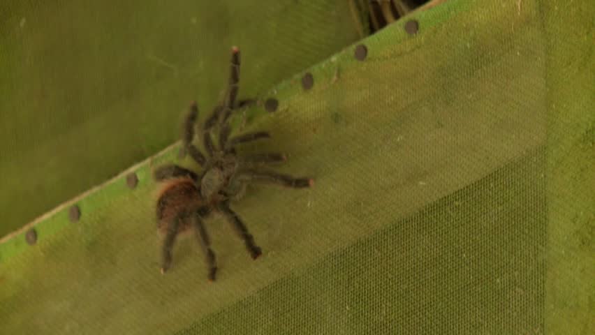 Big Spider In Rainforest, South America