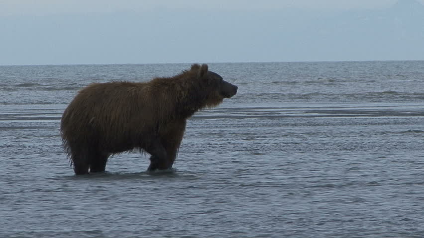 A Brown Bear aggressively pursues salmon on the Cook Inlet at Lake Clark, Alaska.