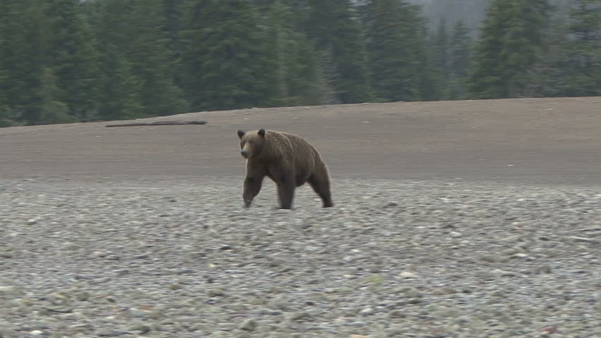 A Brown Bear lopes down the Cook Inlet beach at Lake Clark, Alaska.