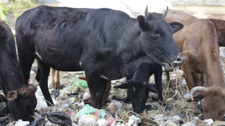 Cows eat Rubbish.
