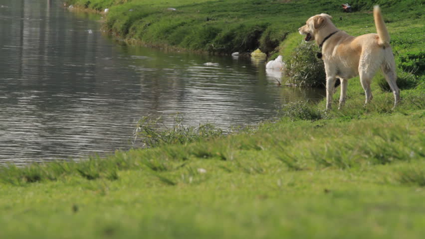 Labrador is on the lake in the park
