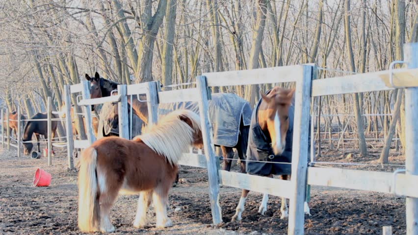 horse and shetland pony in the paddock