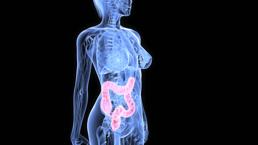 highlighted colon