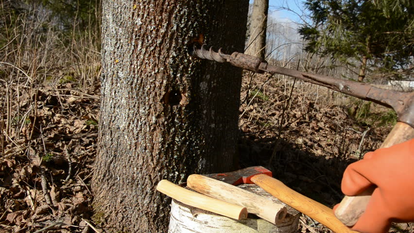 drilling a hole in maple for spring sap