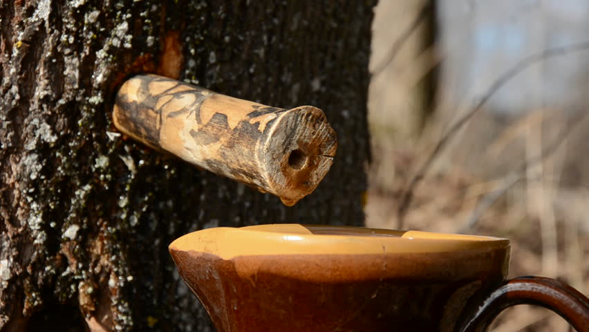 maple sap fresh drops dripped in the ceramic jar