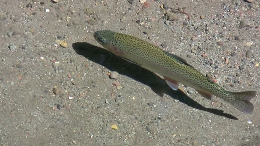 Rainbow Trout Swimming on Stream (HD). Rainbow trout swimming calmly up stream with pebble and sand river bed visible. Used polarizer to reduce reflections.