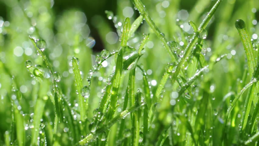 Fresh grass with dew drops close up 