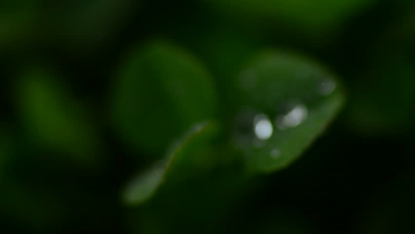 Fresh dew on a patch of clover