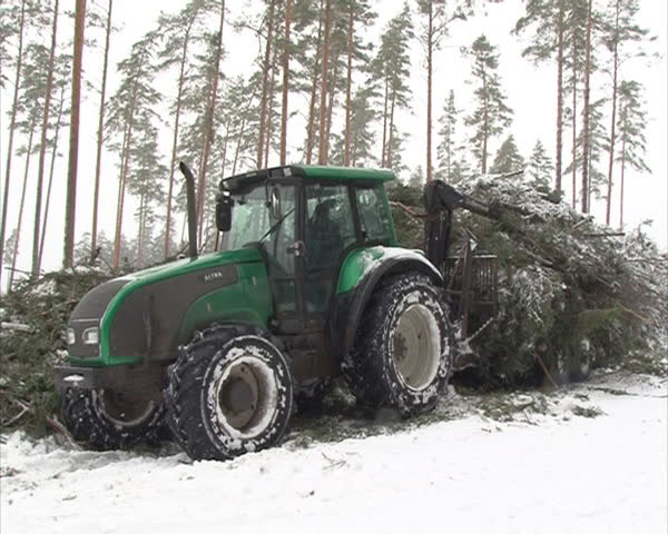 tractor with crane unload trailer with fir branches twigs. snowy winter forest management.