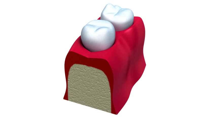 Anatomy of healthy teeth in details