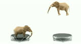 Two elephants jumping on the trumps isolated on white