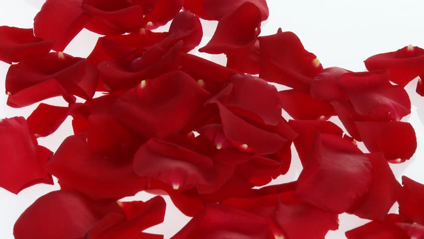 Red rose petals and a rose