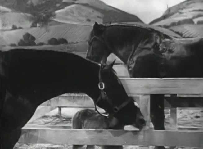 Two horses and foal in horse corral