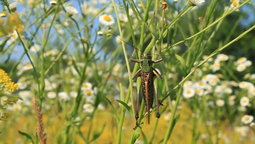 A locust clings to a branch of blowing flowers