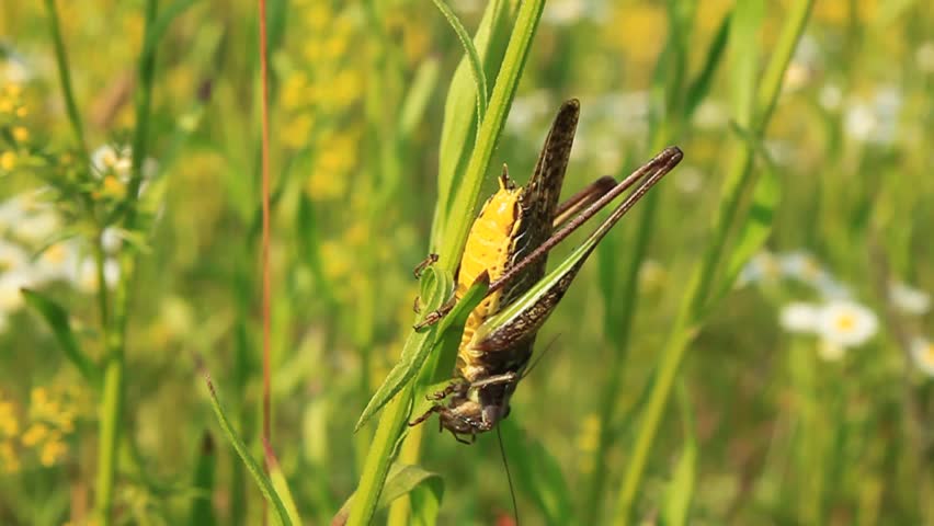A locust clings to a branch
