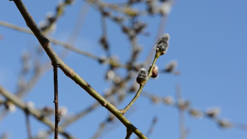 nut wood catkins in the spring wind