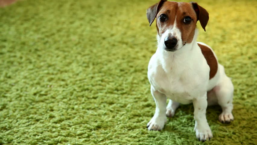 cute dog shakes his head and wonders