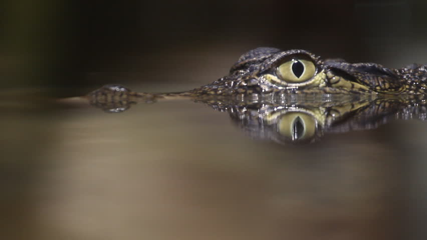 Crocodile swims in the water