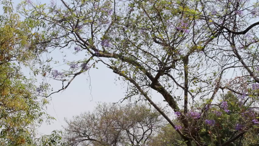 Tree Falling in City. A Jacaranda tree being pulled until it breaks and falls. Ambient audio included. Deforestation Sample. This was in Mexico,City.