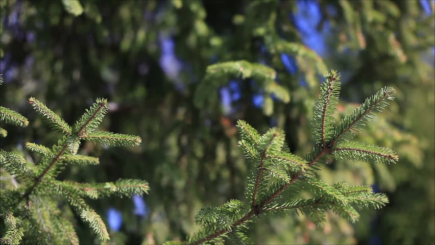 pine needles