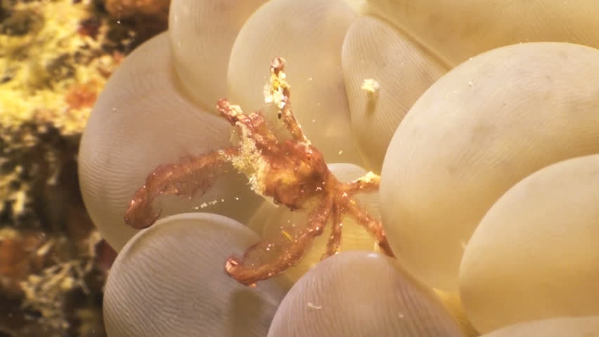 Orangutan crab sitting on a bubble coral