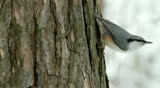 nuthatch on the trunk of pine, eats seeds. 