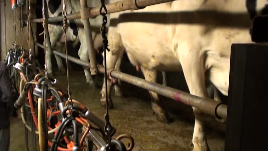 farmer milking his cows with machine