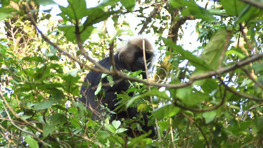 MEDIUM SHOT, Monkey in tree, Neyyar Wildlife sanctuary, Kerala, India