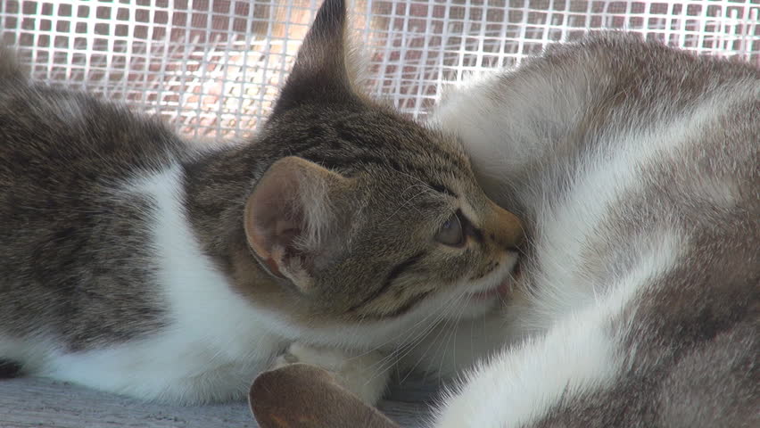 A mother cat feeding her kitten 