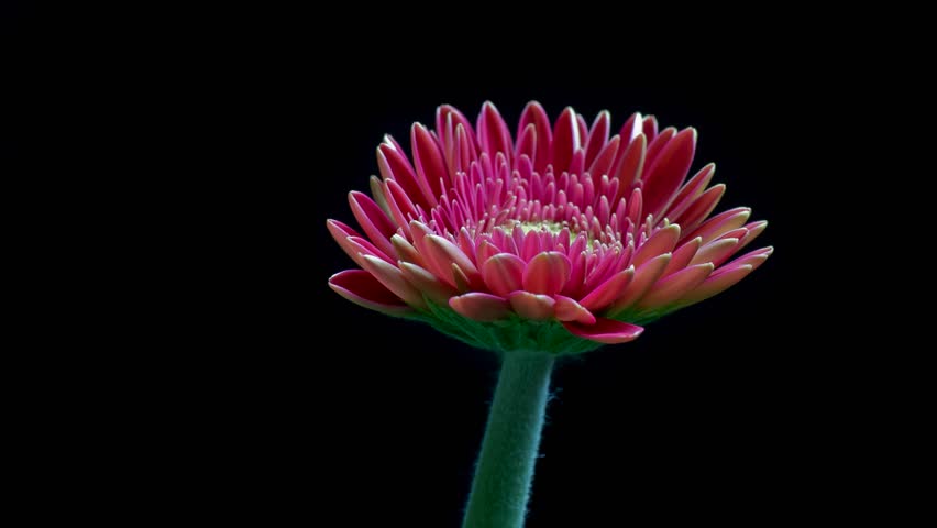 Gerbera daisy blossom closes at the end of day, black background - time lapse HD video