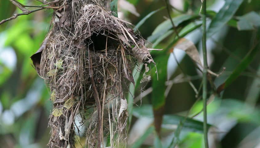 Broadbill (Silver-breasted) babies wanting the mother bird to come and feed them