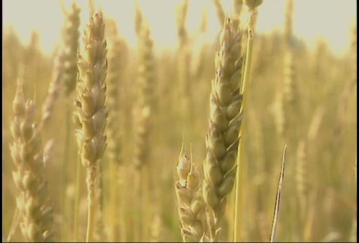 Close up of wheat swaying in the breeze. Related clip #21620