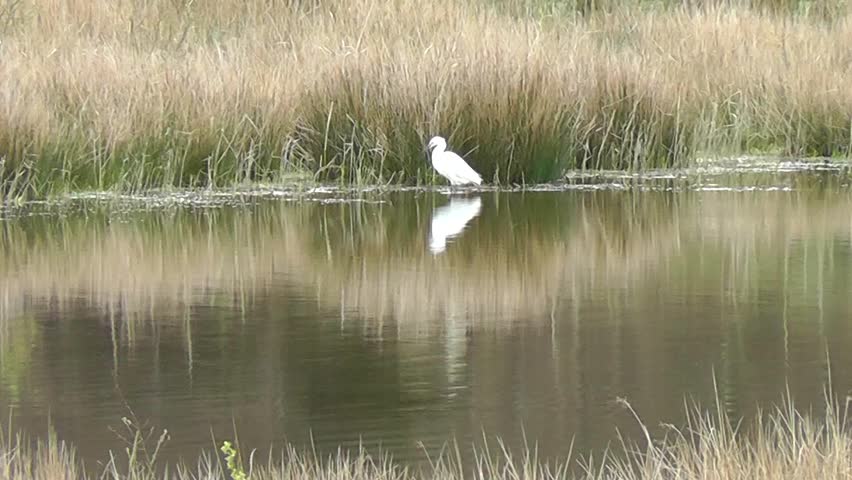 Little Egret shuffling feet to disturb small fish, then stalks to ambush prey