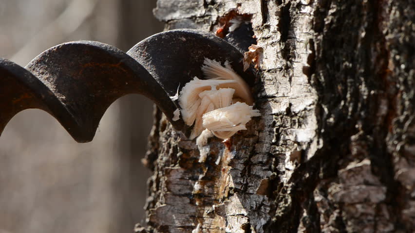 birch sap fresh drops and metal drill