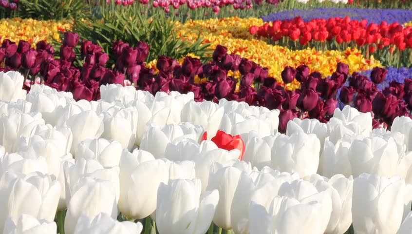 Colorful tulip flower garden