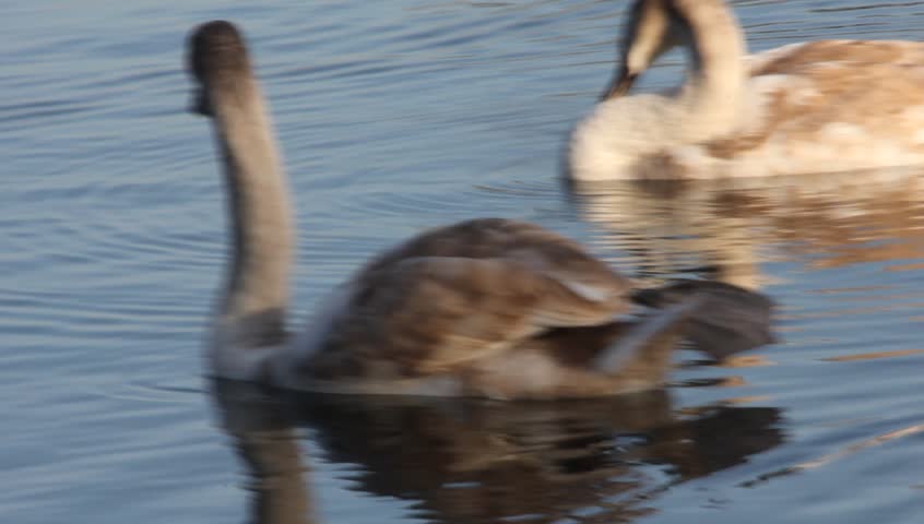 Elegant Swans on Lake