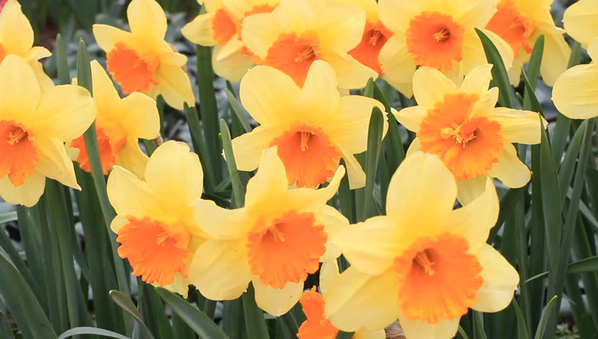 Daffodils flowers - Narcissus hybridus "Fortissimo" swaying in the wind