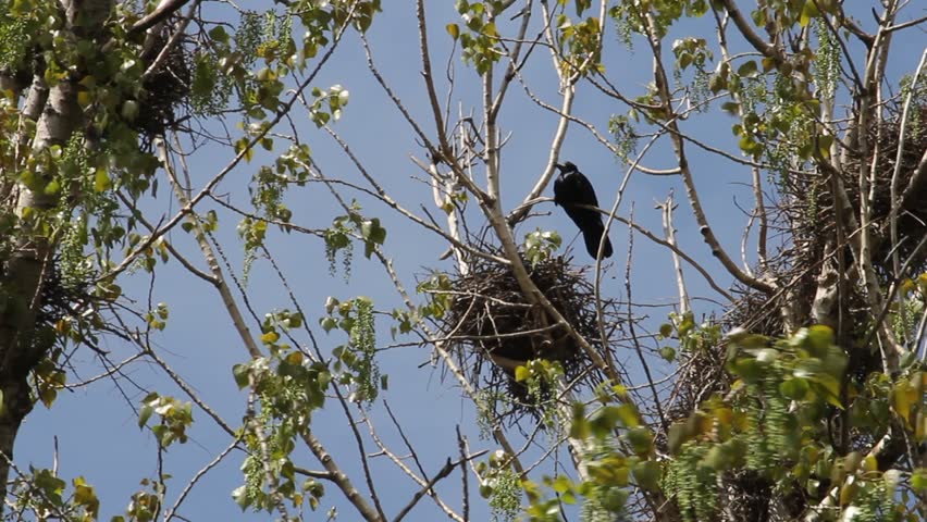 Raven sitting on a  tree